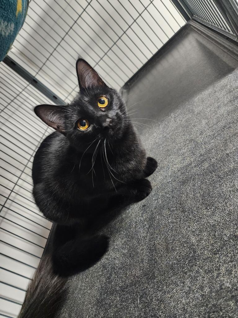 Enlarge Sorrel, a Adoptable mixed breed in Shelton, WA image 1/3