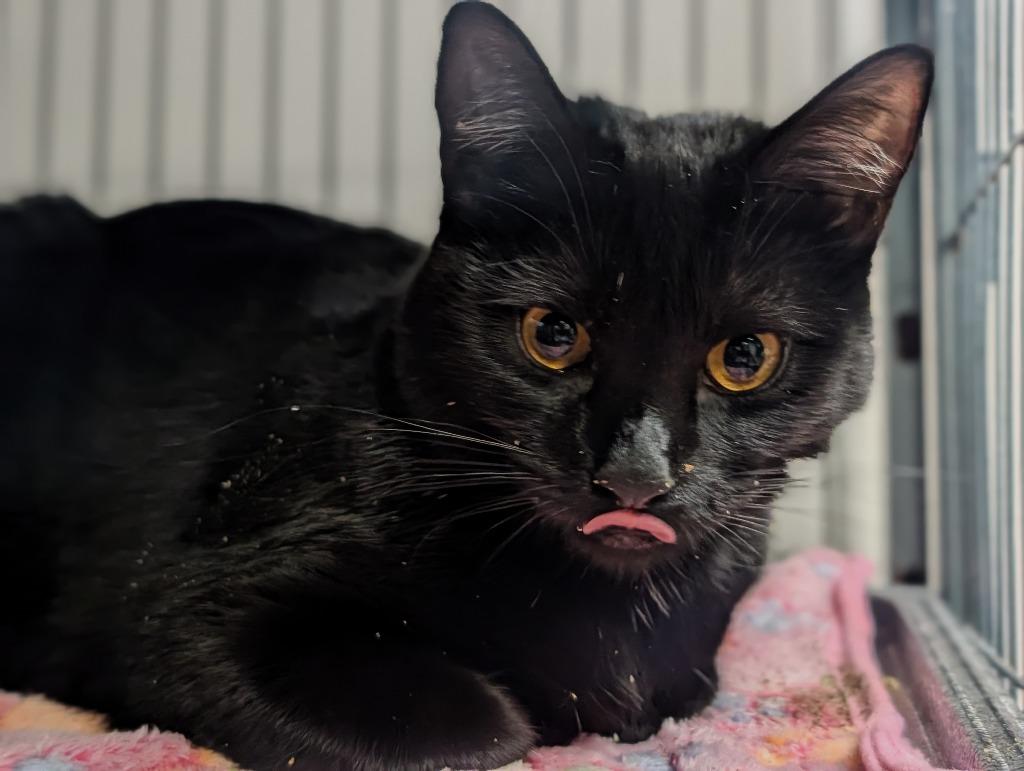 Enlarge Sorrel, a Adoptable mixed breed in Shelton, WA image 2/6