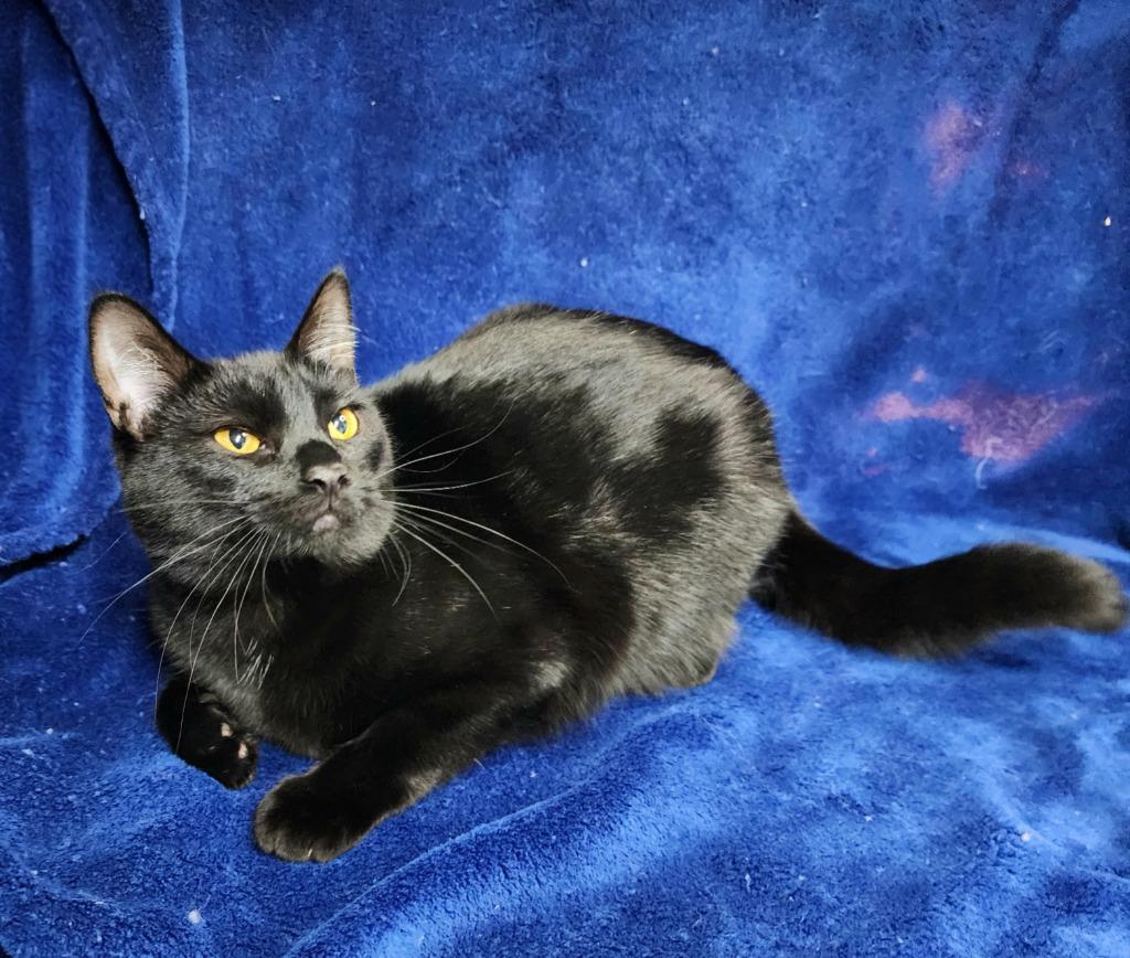 Enlarge Sorrel, a Adoptable mixed breed in Shelton, WA image 2/3