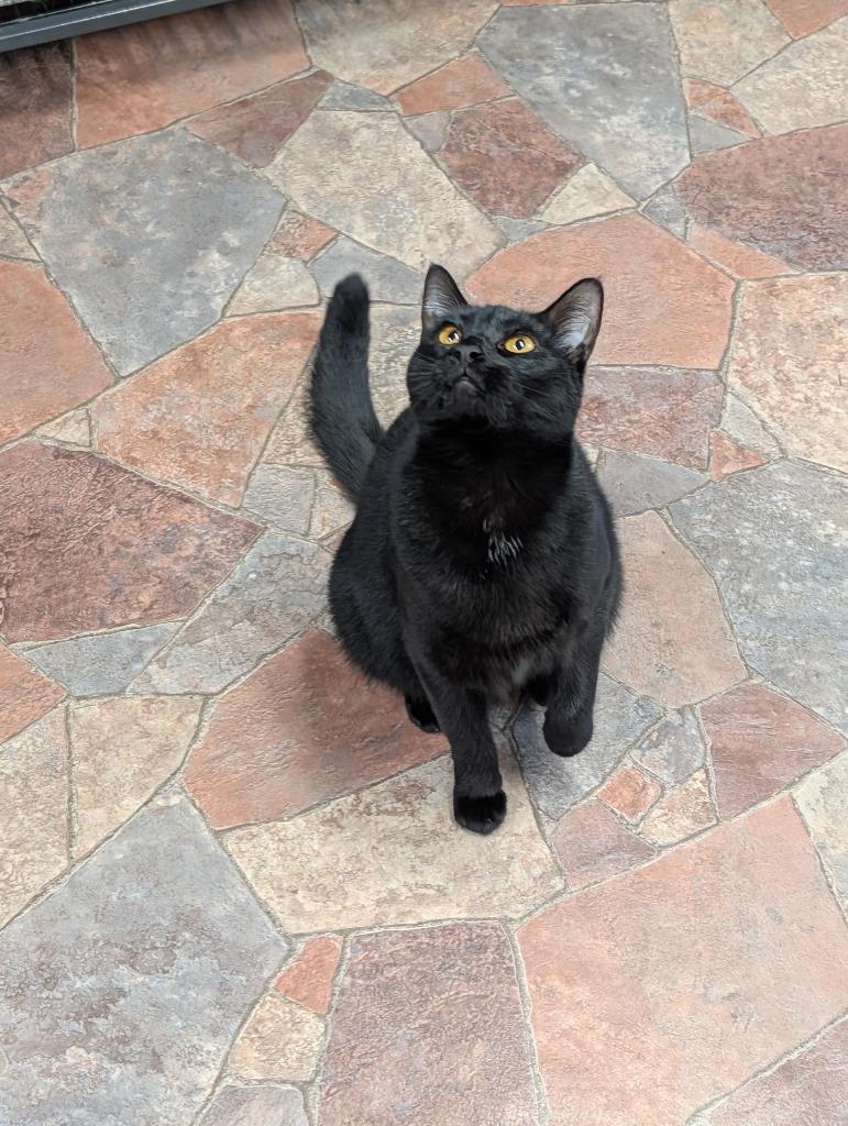 Enlarge Sorrel, a Adoptable mixed breed in Shelton, WA image 4/6