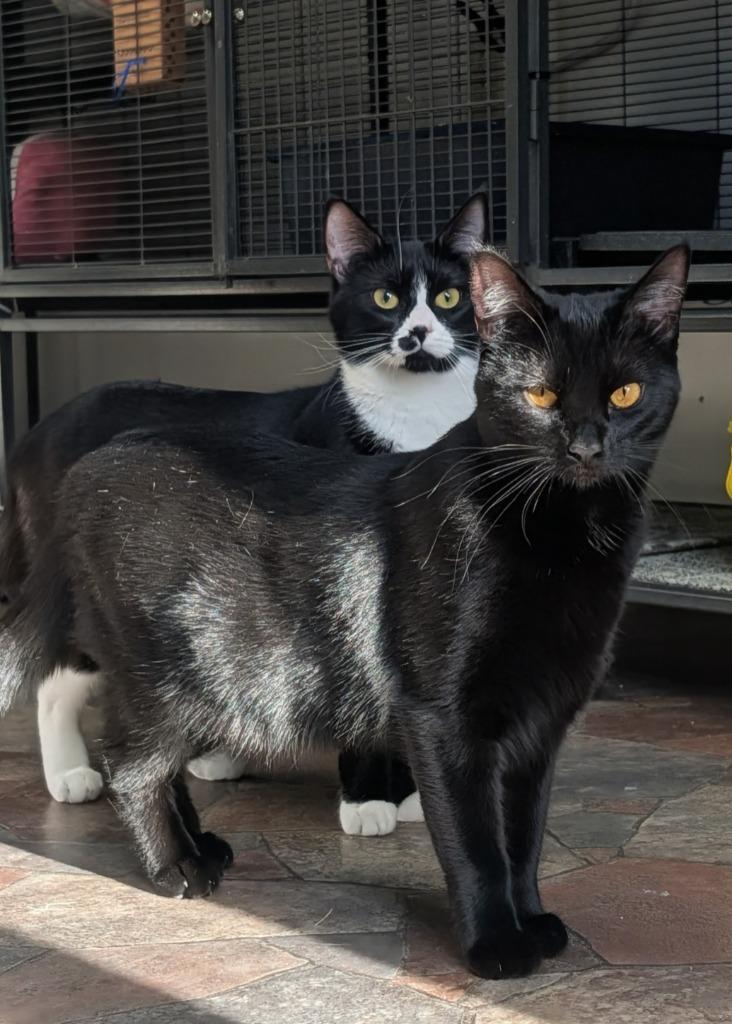 Enlarge Sorrel, a Adoptable mixed breed in Shelton, WA image 5/6