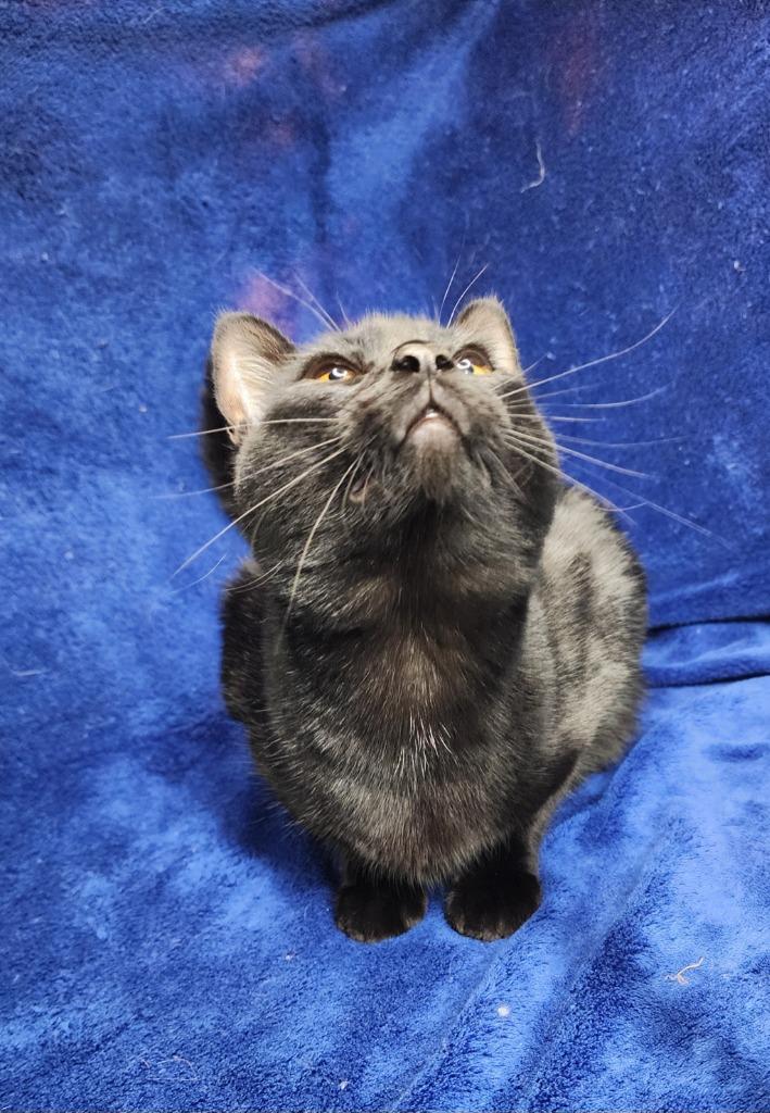 Enlarge Sorrel, a Adoptable mixed breed in Shelton, WA image 3/3