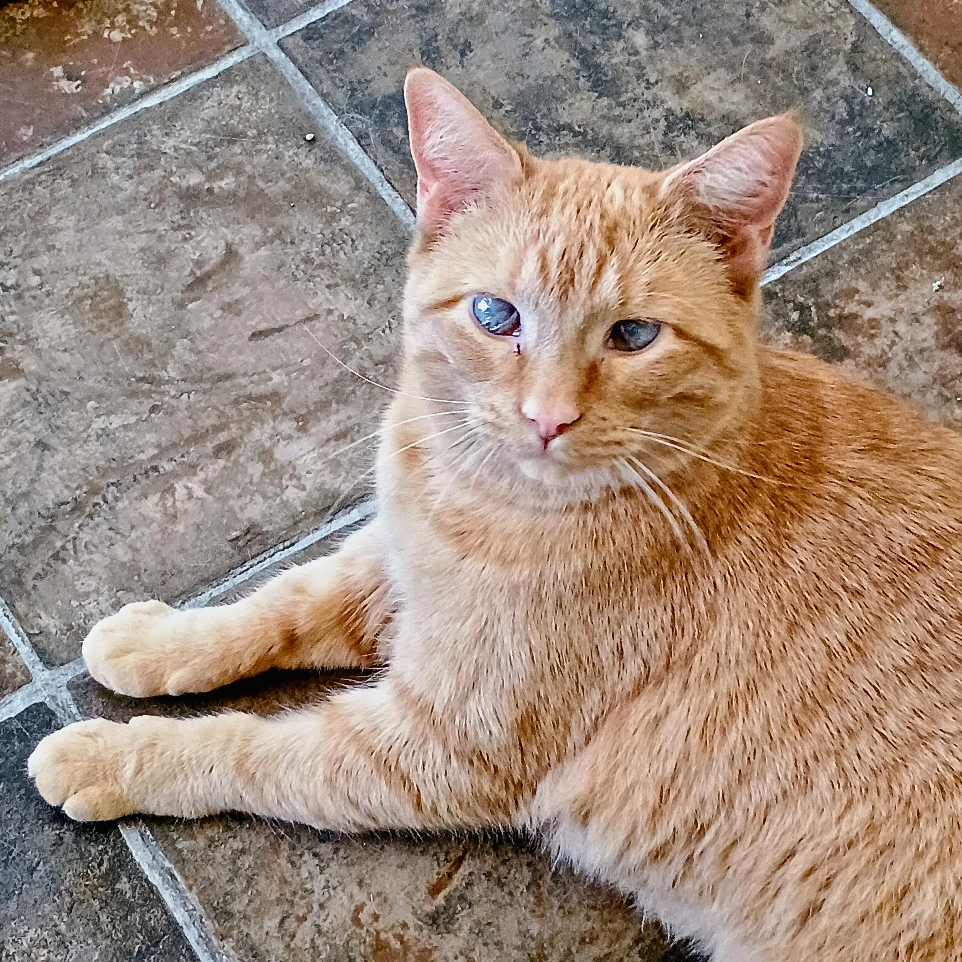 Toast, Adoptable, Senior Female Domestic Short Hair.