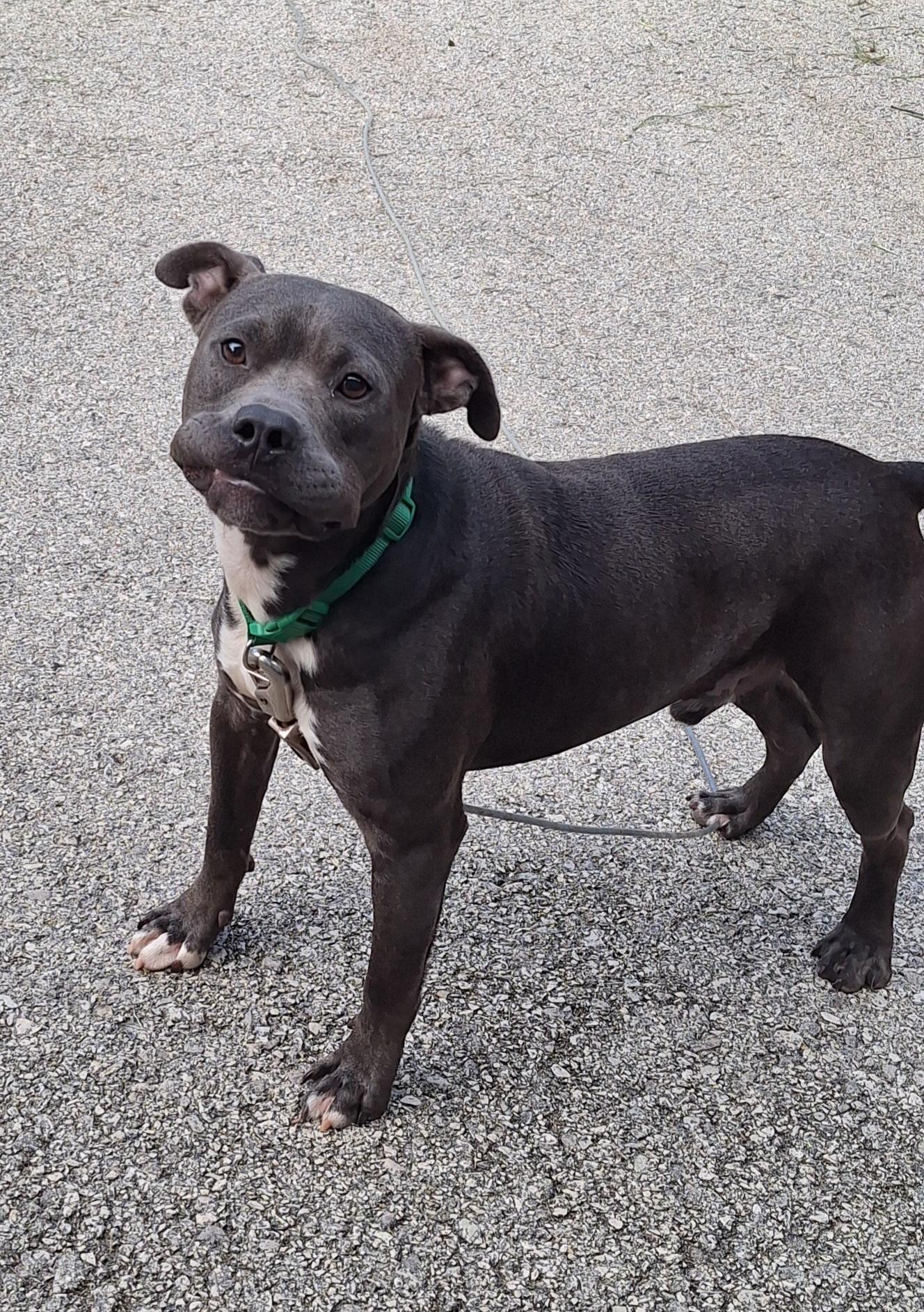 Astro, Adoptable, Young Male American Staffordshire Terrier.