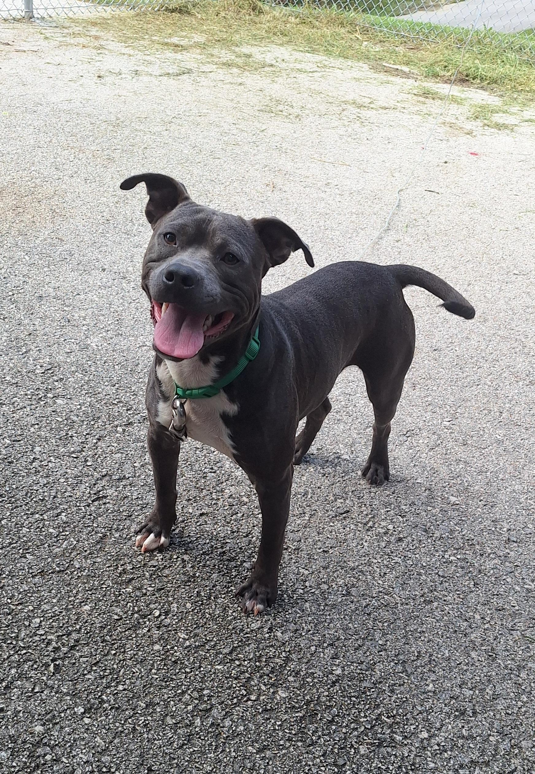 Enlarge Astro, a Adoptable American Staffordshire Terrier in Clay City, KY image 3/6