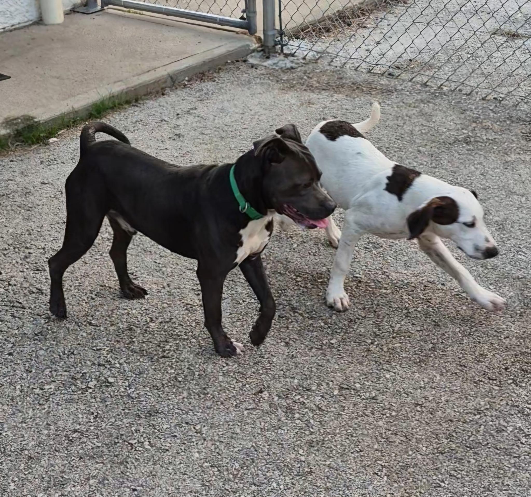 Enlarge Astro, a Adoptable American Staffordshire Terrier in Clay City, KY image 5/6