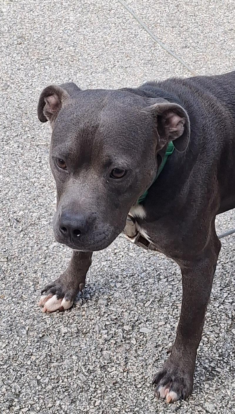 Enlarge Astro, a Adoptable American Staffordshire Terrier in Clay City, KY image 6/6