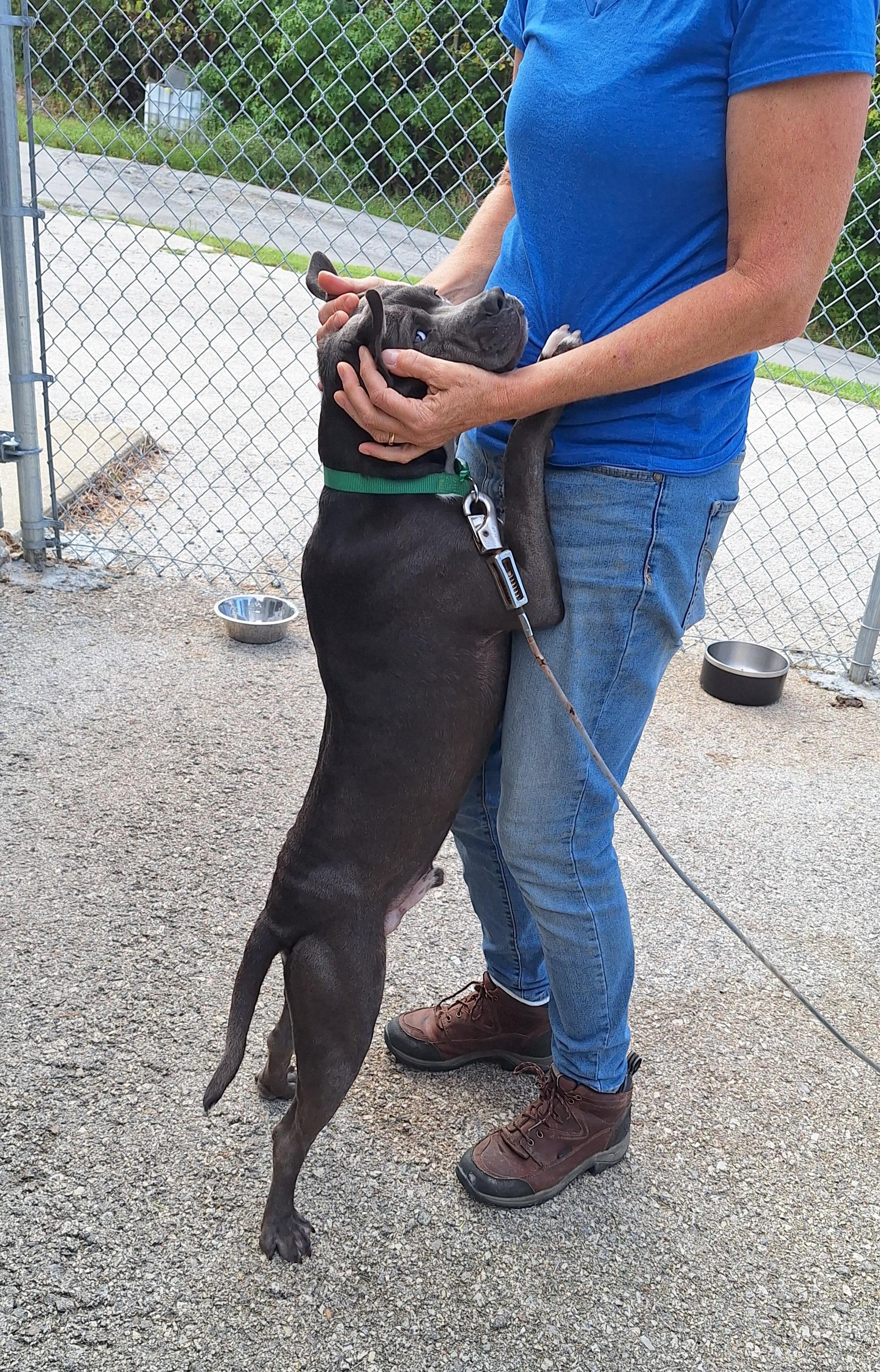 Enlarge Astro, a Adoptable American Staffordshire Terrier in Clay City, KY image 4/6