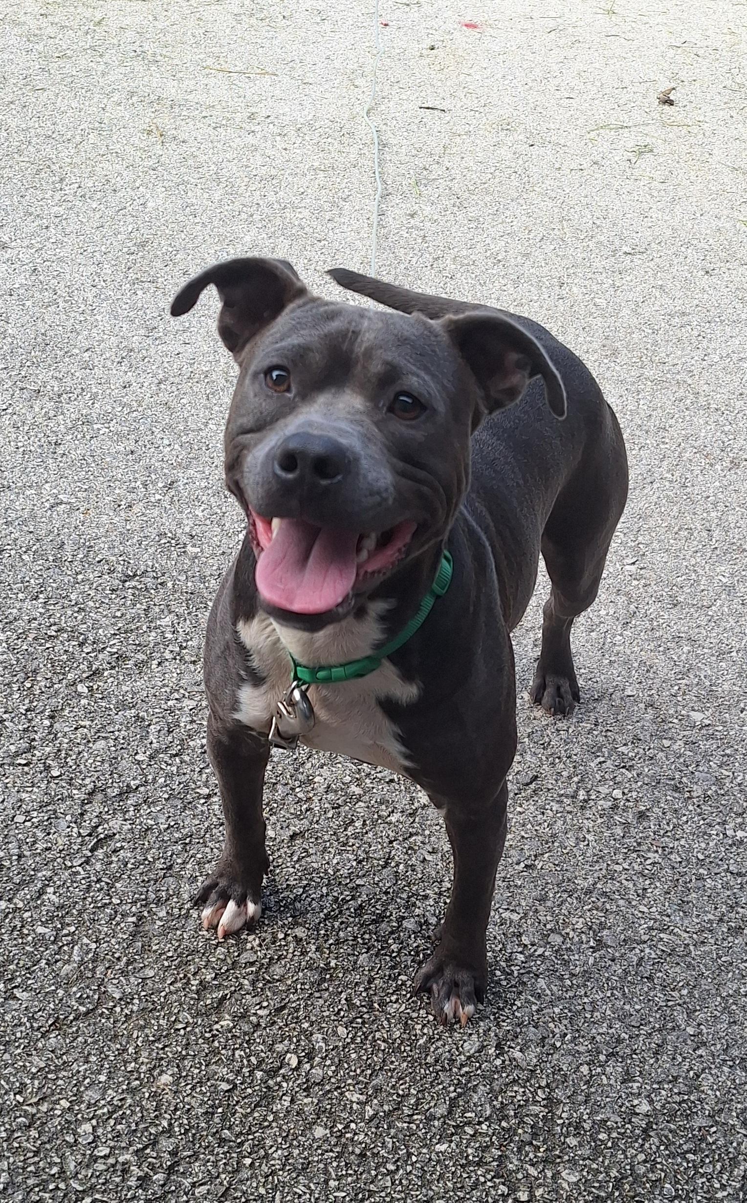 Enlarge Astro, a Adoptable American Staffordshire Terrier in Clay City, KY image 2/6