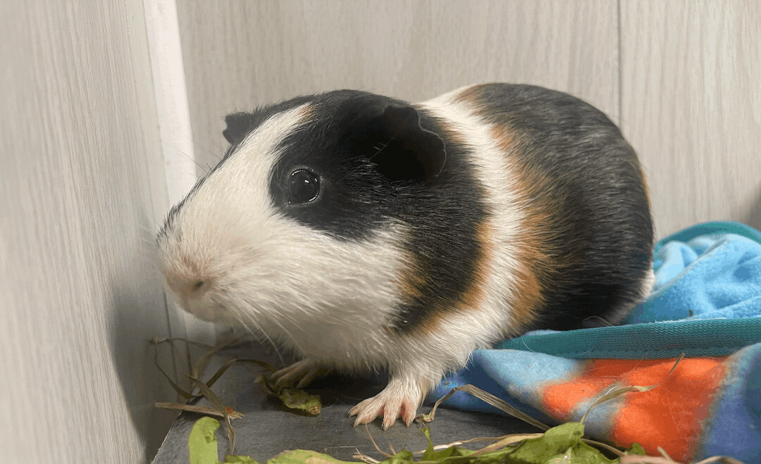 Gumbo, a Adoptable Guinea Pig in Troy, AL image 1/4
