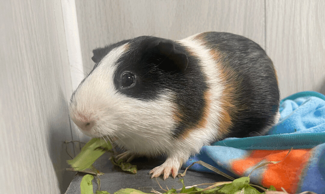 Gumbo, a Adoptable Guinea Pig in Troy, AL image 2/4