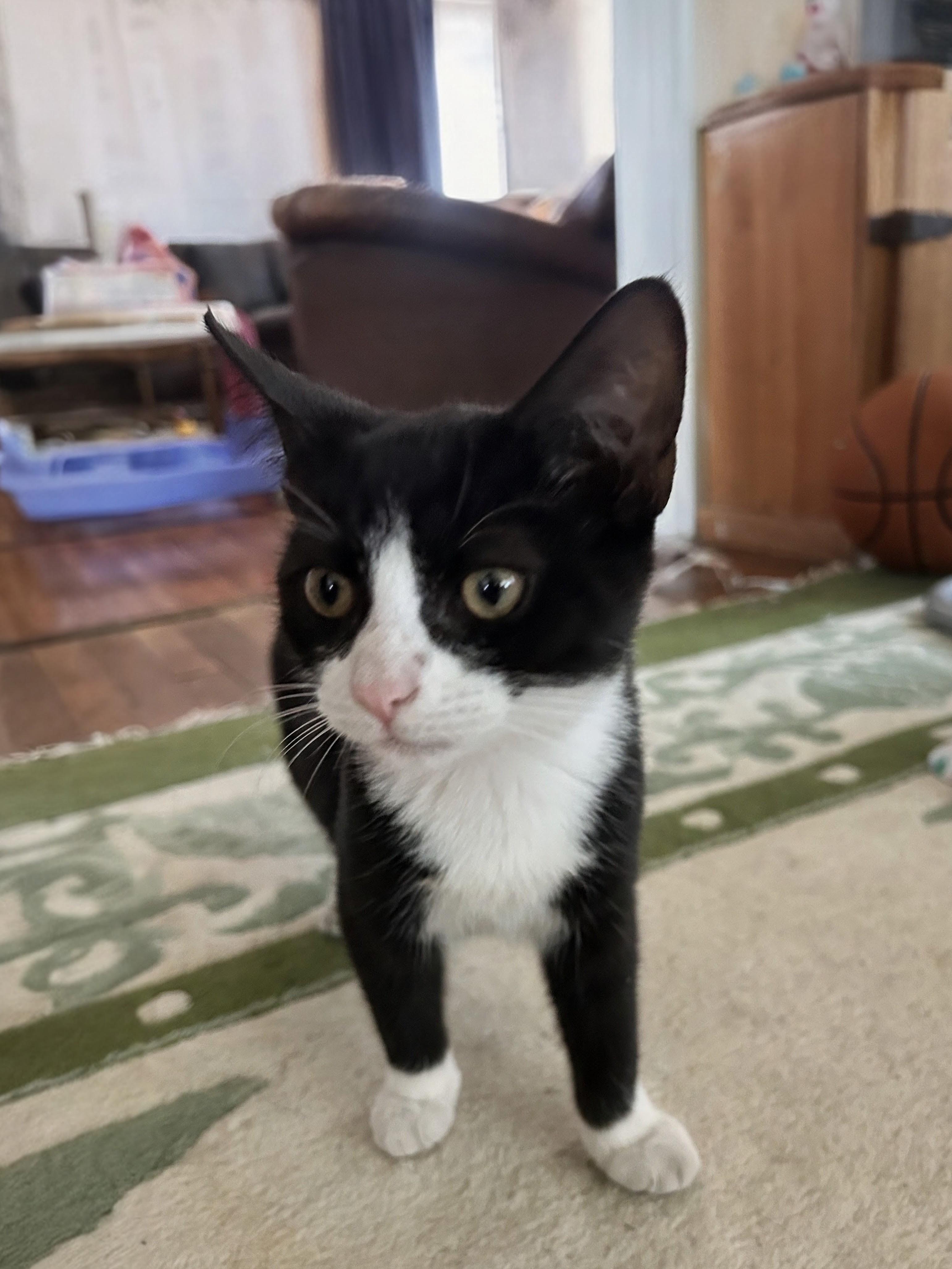 Enlarge SOX, a Adoptable Domestic Short Hair in Wilmington, NC image 1/1
