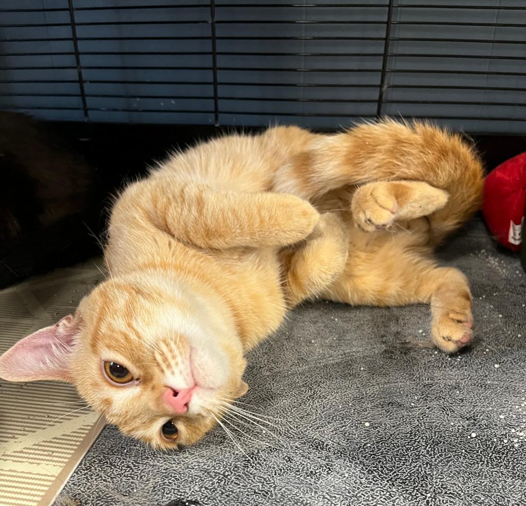 Benjamin, Adoptable, Young Male Domestic Short Hair.