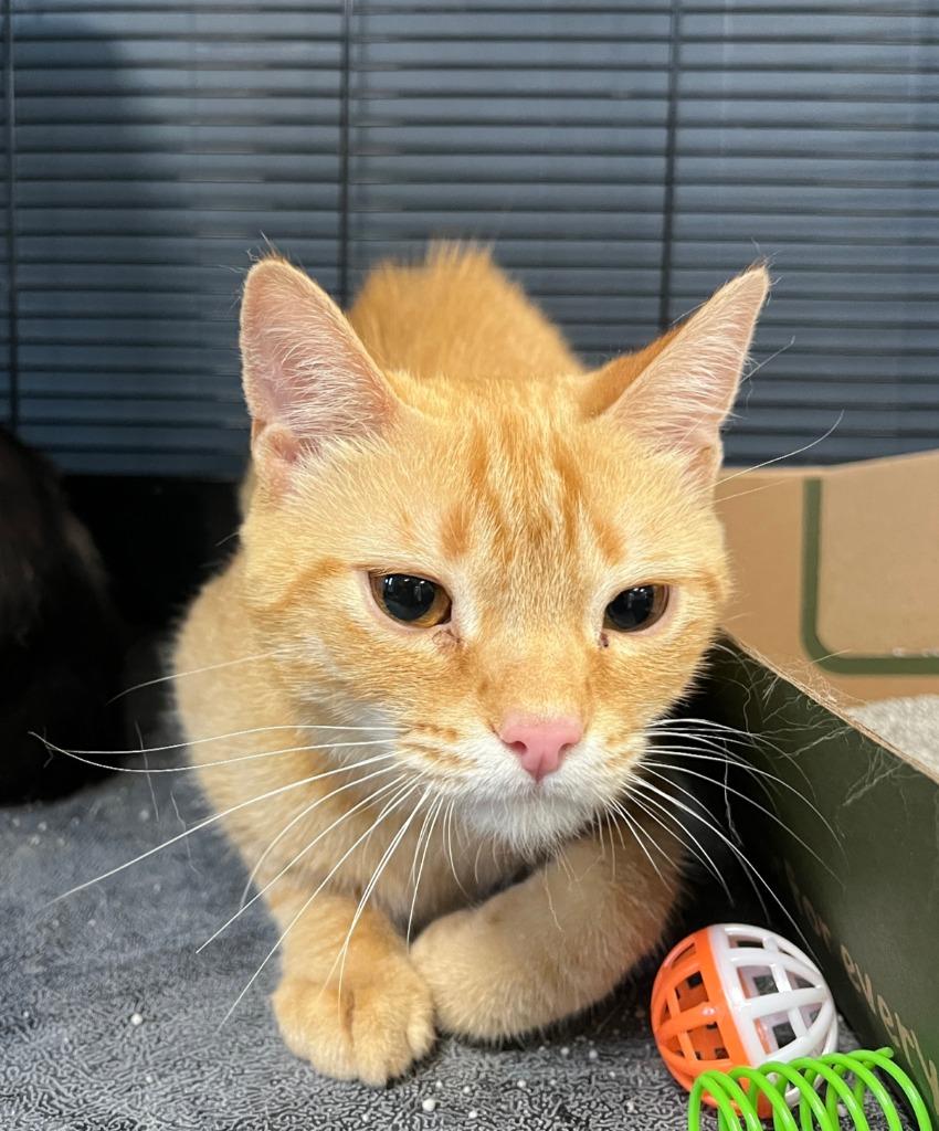 Benjamin, a Adoptable mixed breed in Fond Du Lac, WI image 1/4