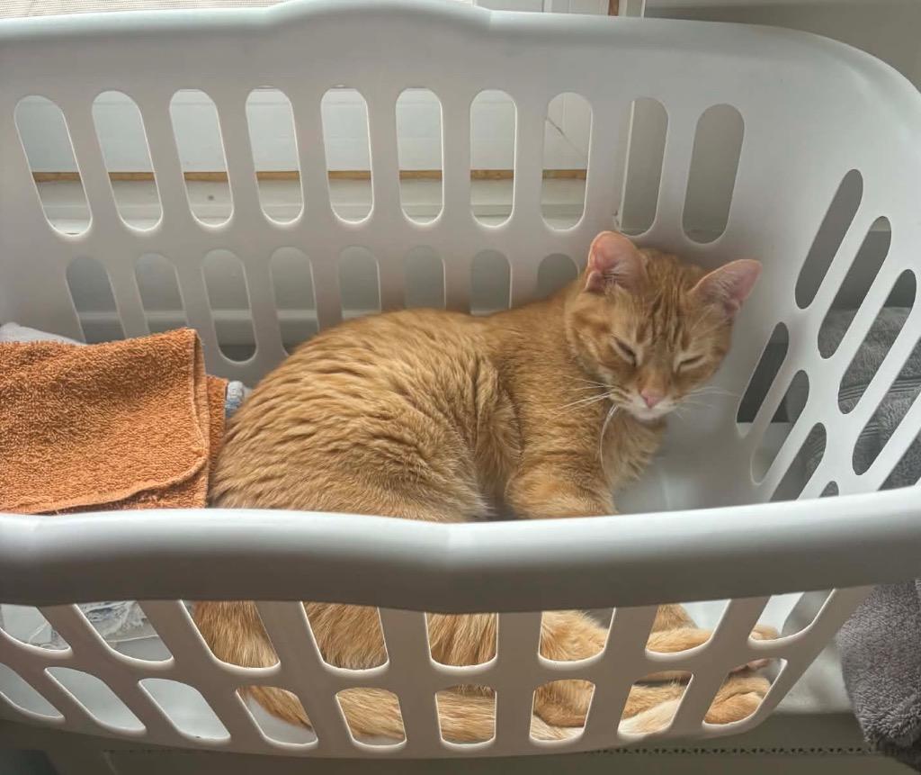 Benjamin, a Adoptable mixed breed in Fond Du Lac, WI image 3/4