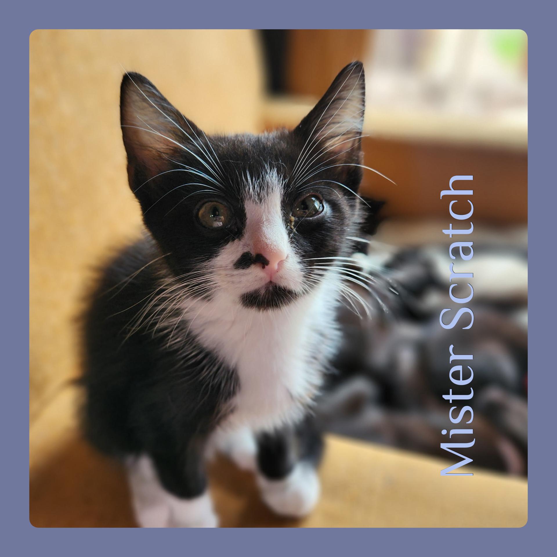 MISTER SCRATCH, ADOPTABLE, Kitten Male Tabby.