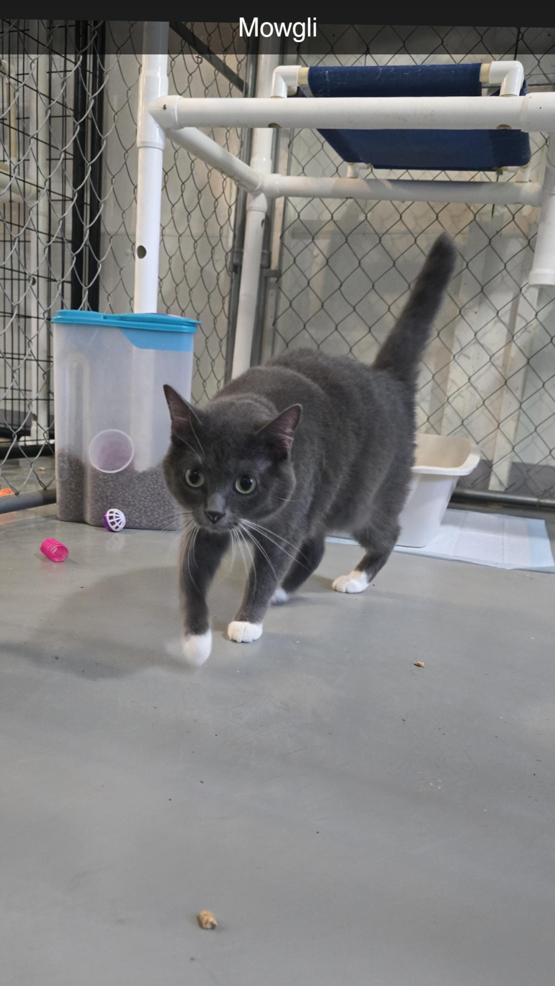 Enlarge Mowgli, a Adoptable Domestic Short Hair in Iowa Falls, IA image 1/1