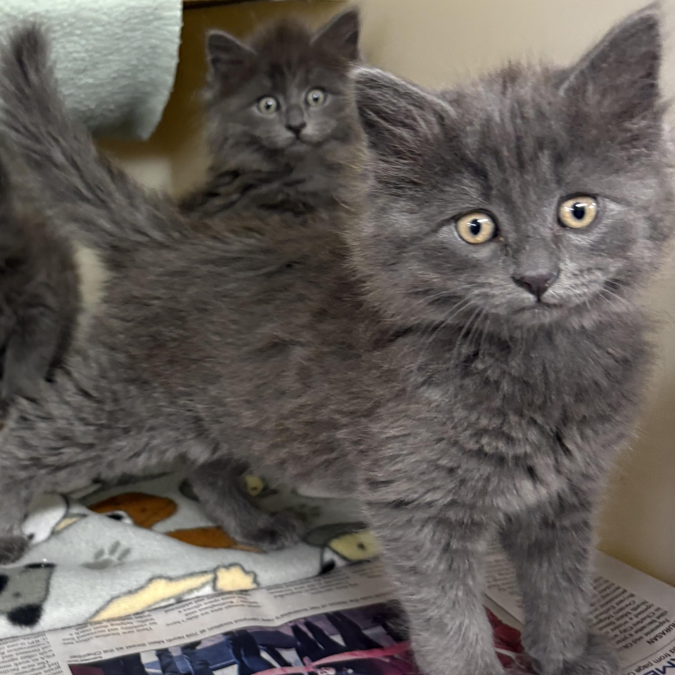 Nickel, ADOPTABLE, Kitten Female Domestic Long Hair.