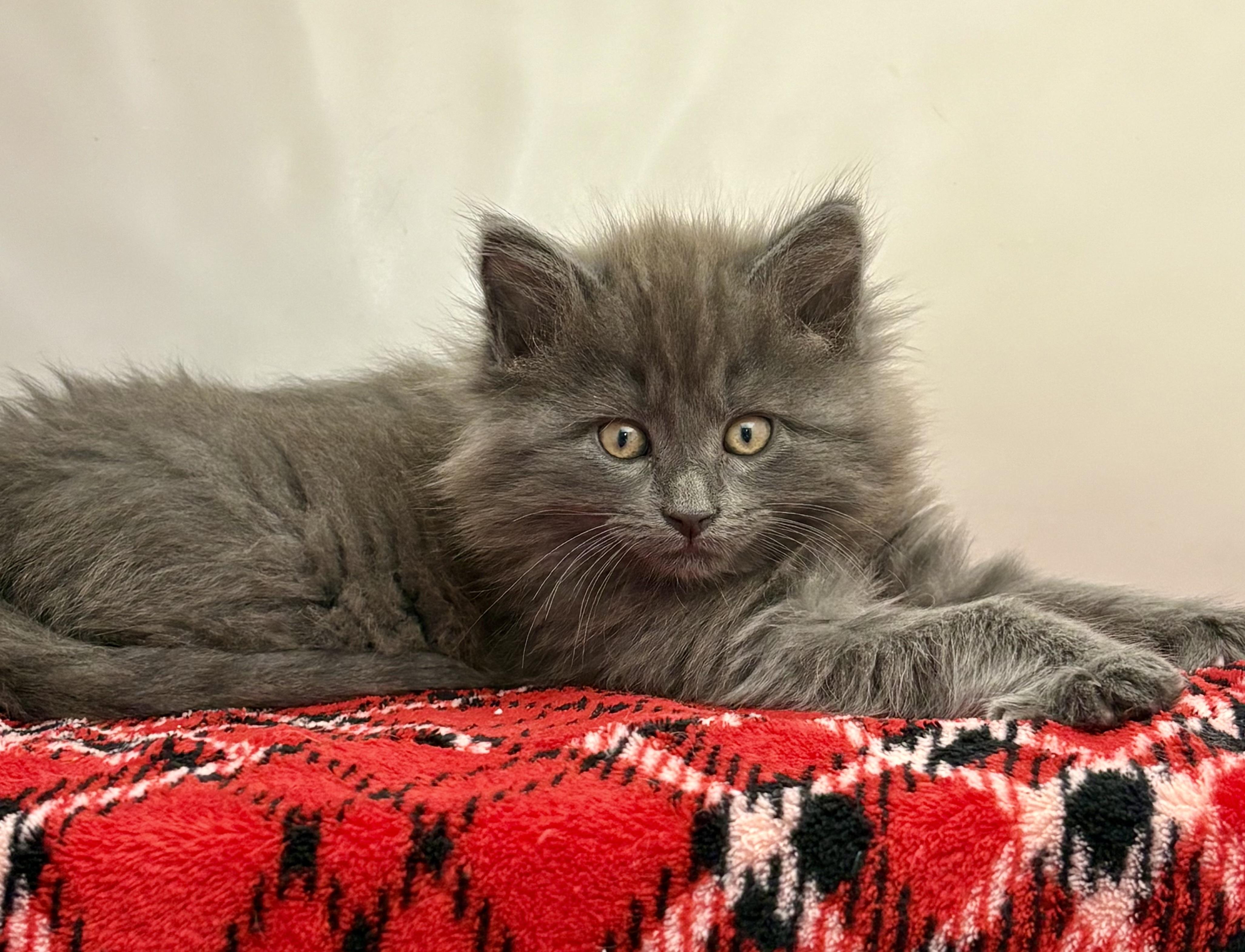 Enlarge Nickel, a ADOPTABLE mixed breed in Charles City, IA image 2/3