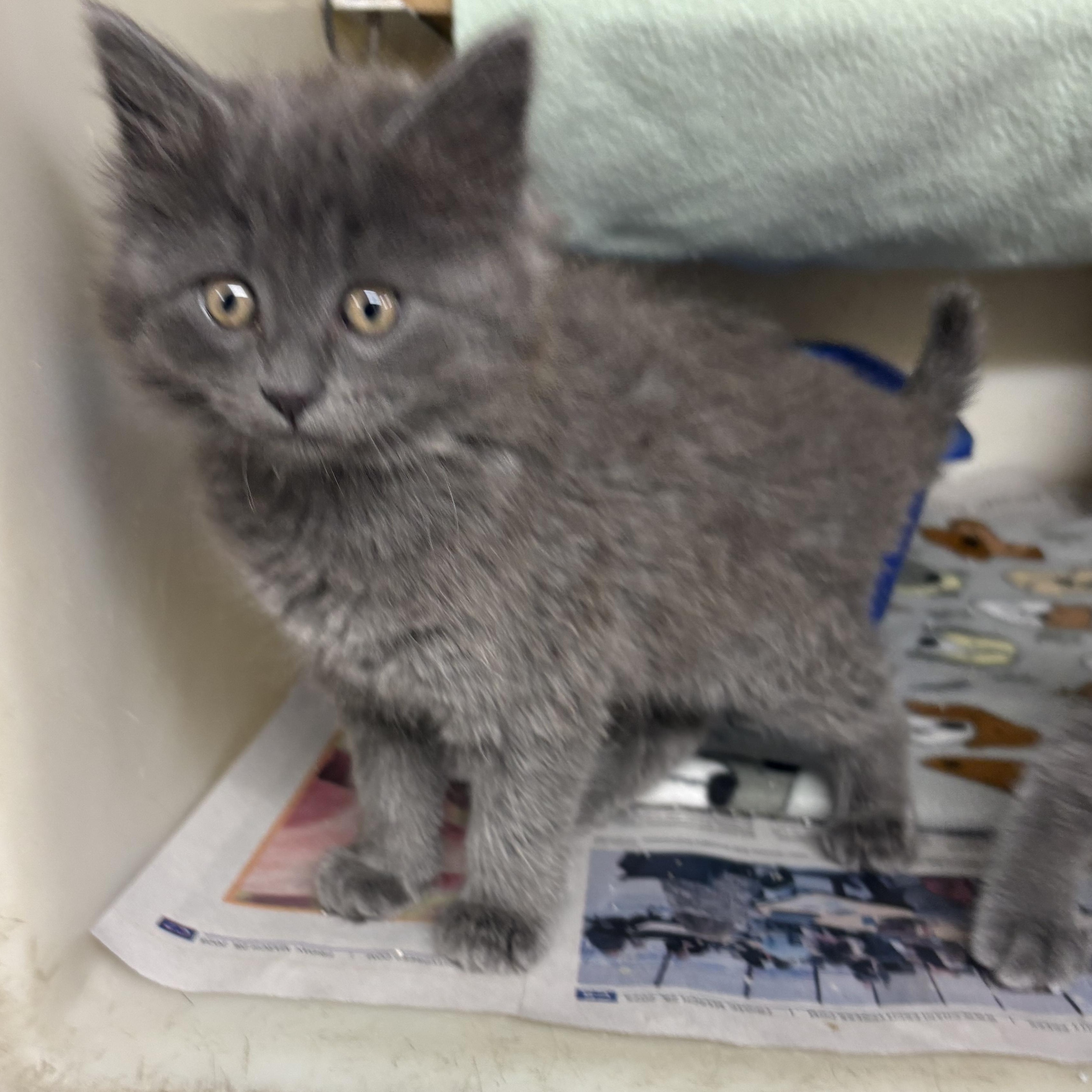 Enlarge Nickel, a ADOPTABLE mixed breed in Charles City, IA image 3/3