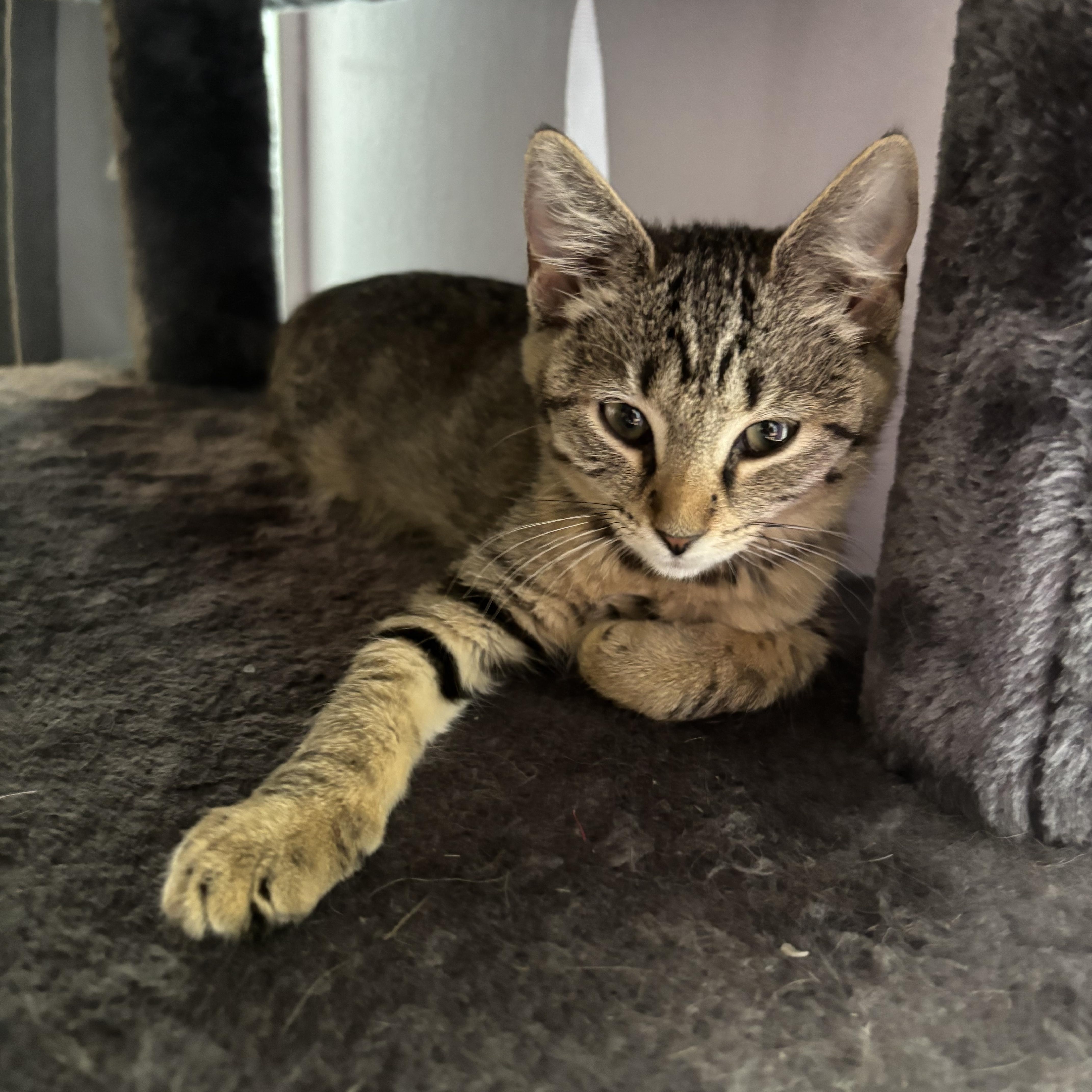 Ellie, Adoptable, Kitten Female Domestic Short Hair.