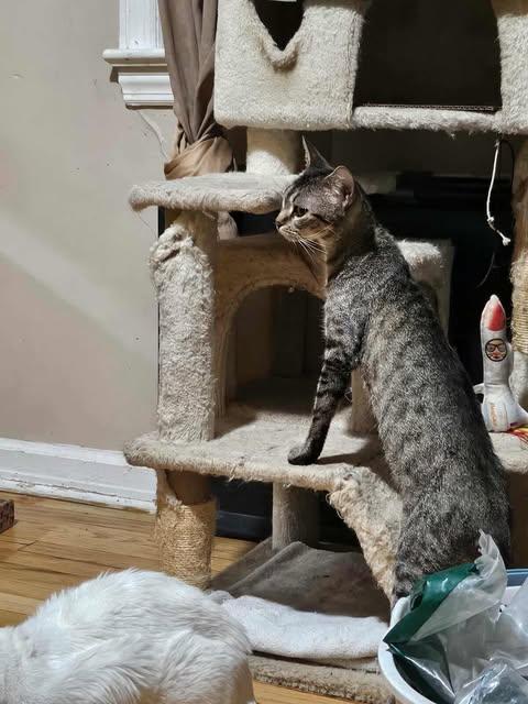 Enlarge Neeve, a ADOPTABLE Domestic Short Hair in Keansburg, NJ image 2/3