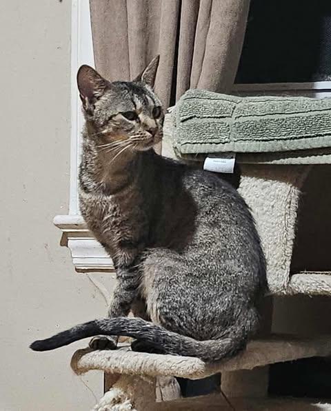 Neeve, ADOPTABLE, Adult Female Domestic Short Hair.