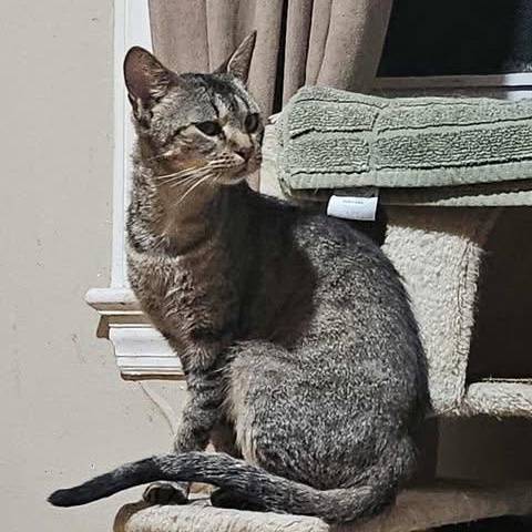 Enlarge Neeve, a Adoptable Domestic Short Hair in Keansburg, NJ image 1/3