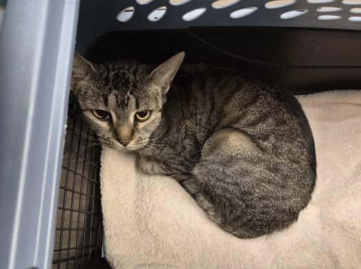 Enlarge Neeve, a ADOPTABLE Domestic Short Hair in Keansburg, NJ image 3/3