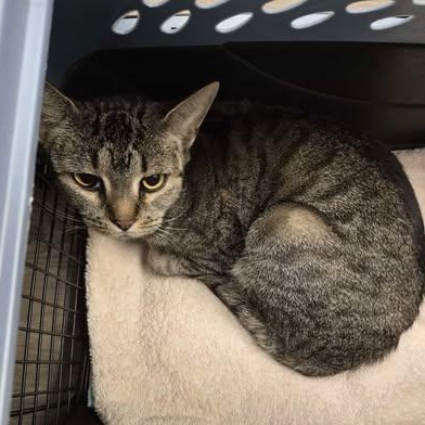 Enlarge Neeve, a Adoptable Domestic Short Hair in Keansburg, NJ image 3/3