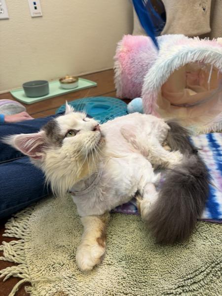 Hank, Adoptable, Adult Male Maine Coon.