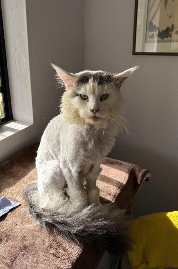 Enlarge Hank, a Adoptable mixed breed in Monterey, CA image 2/4