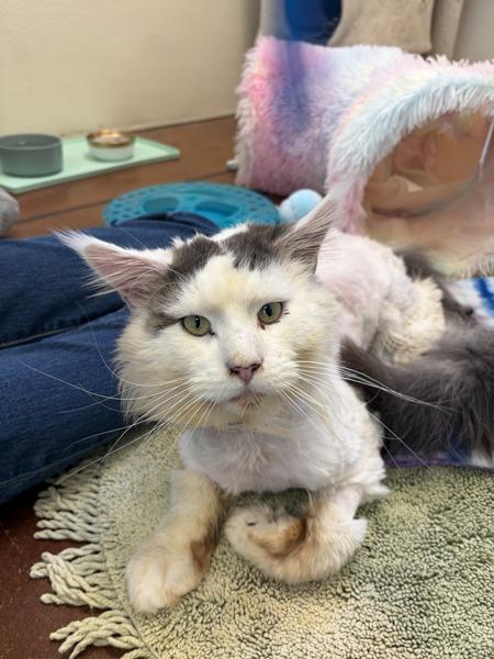 Enlarge Hank, a Adoptable mixed breed in Monterey, CA image 3/4