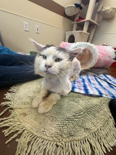 Enlarge Hank, a Adoptable mixed breed in Monterey, CA image 4/4