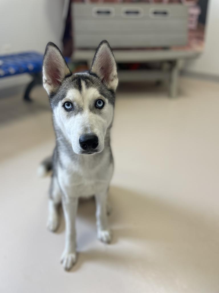 Miss Priss, Adopted, Adult Female Husky.