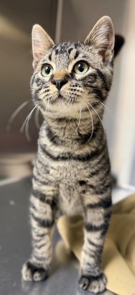 Edgar, Adoptable, Kitten Male Domestic Short Hair.