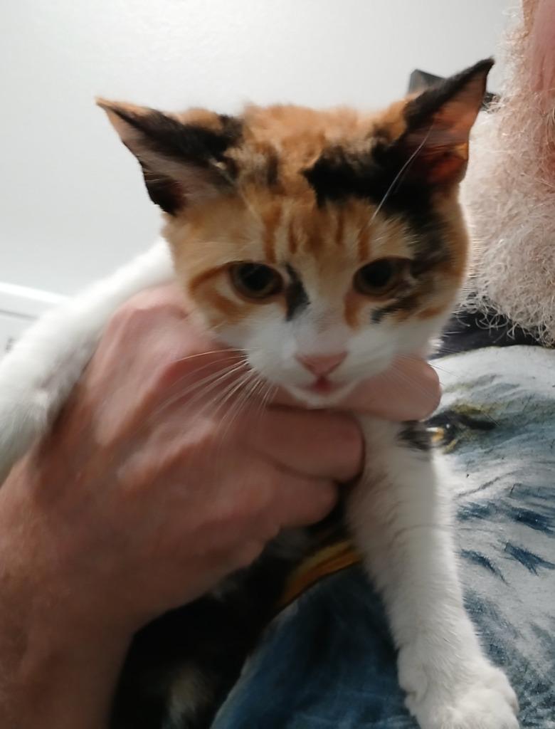 Enlarge Jackie O, a Adoptable mixed breed in Richland Hills, TX image 1/2