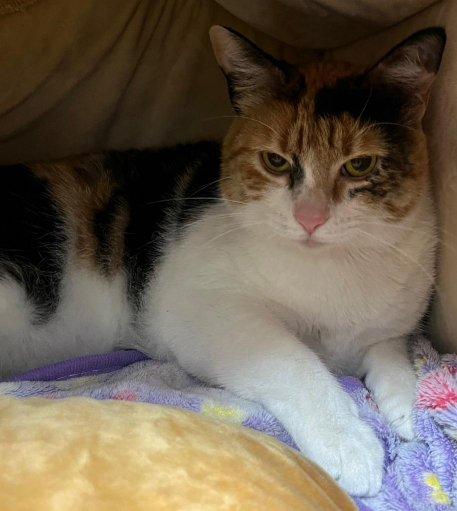 Enlarge Jackie O, a Adoptable mixed breed in Richland Hills, TX image 2/2