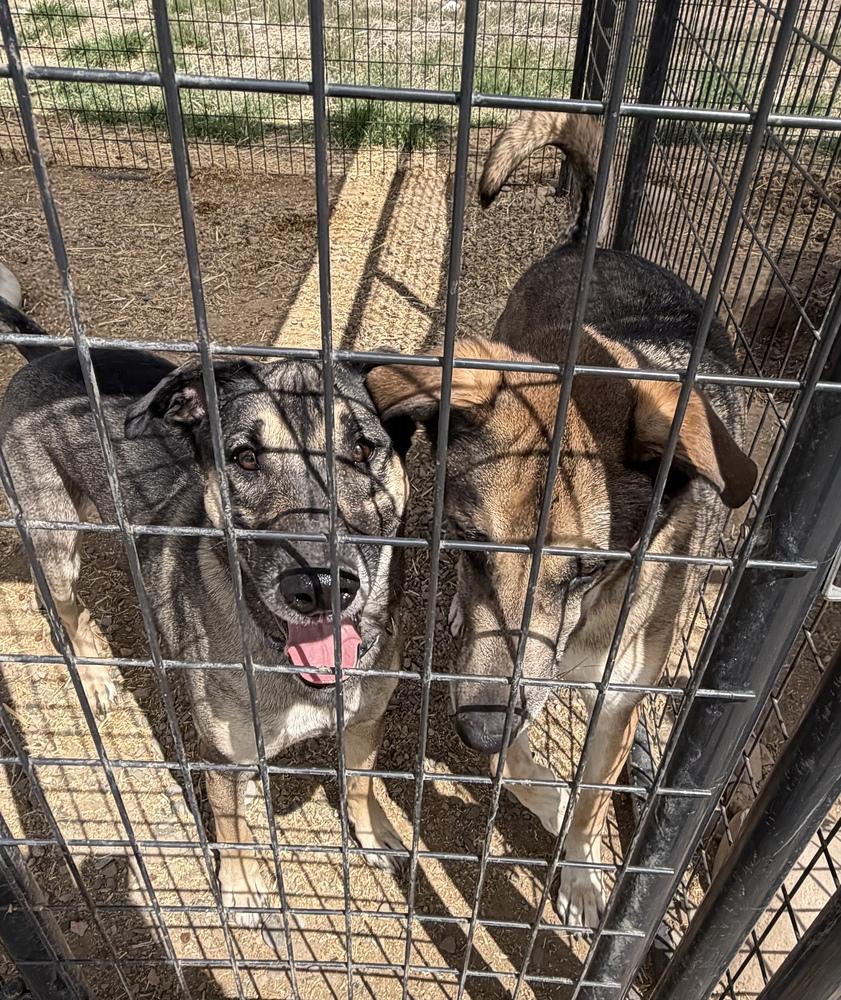 Roscoe, a Adoptable mixed breed in Challis, ID image 1/5