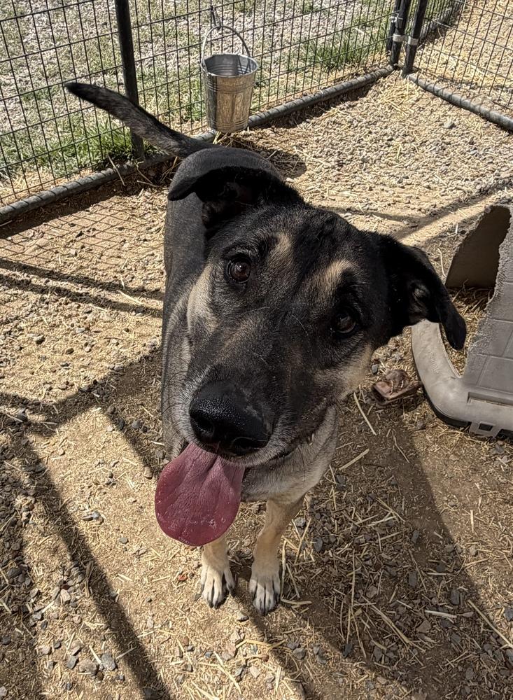Roscoe, a Adoptable mixed breed in Challis, ID image 2/5