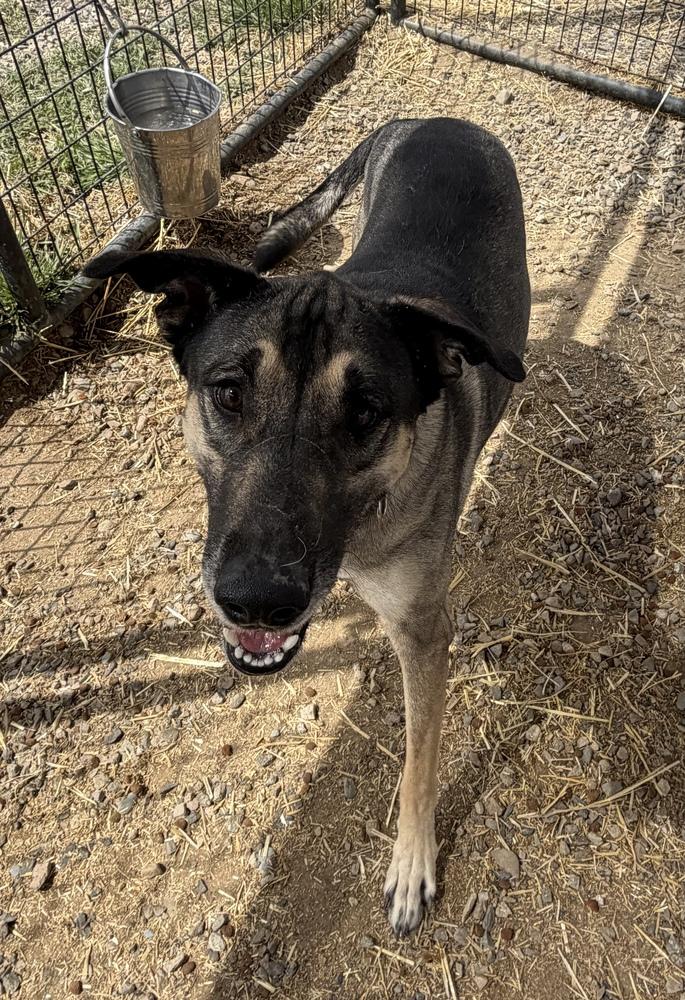 Roscoe, a Adoptable mixed breed in Challis, ID image 3/5