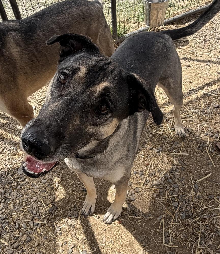 Roscoe, a Adoptable mixed breed in Challis, ID image 4/5