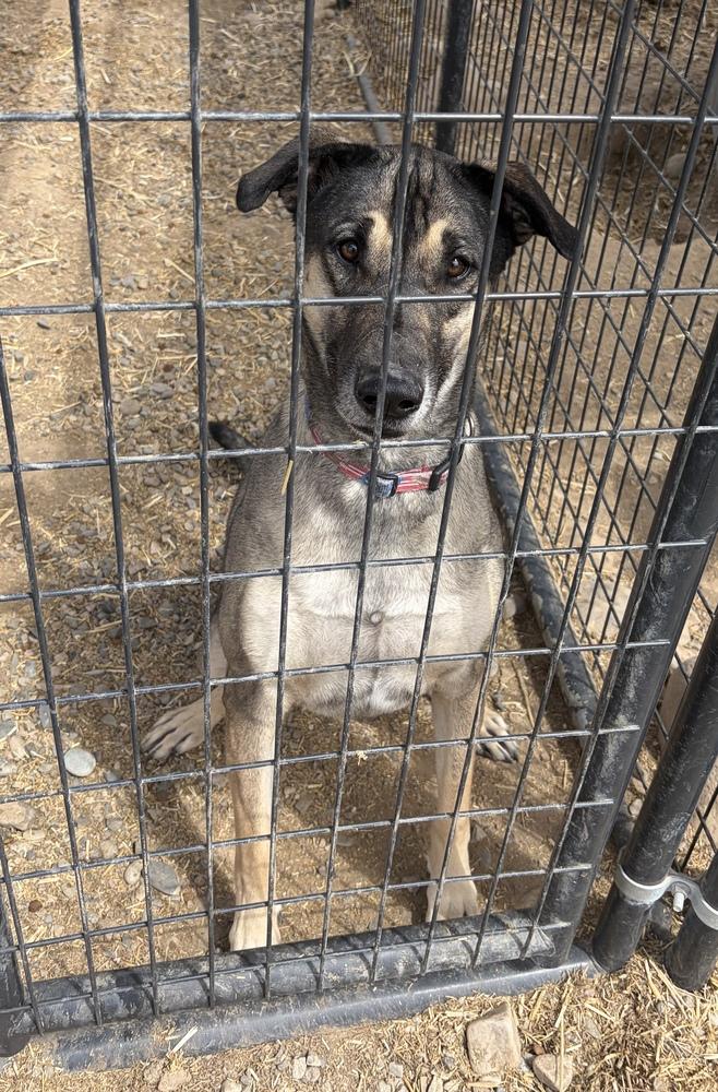 Roscoe, a Adoptable mixed breed in Challis, ID image 5/5