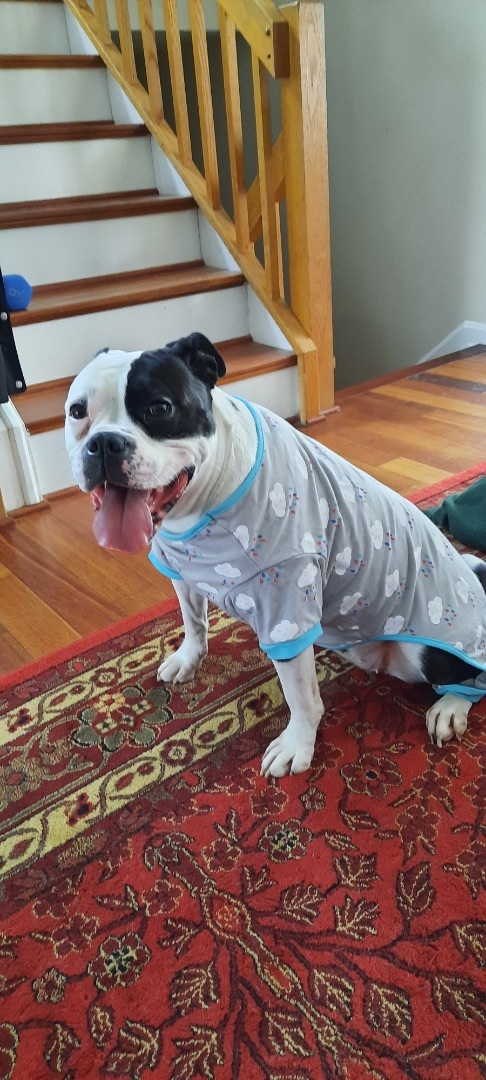 Macy *In Foster Care*, a Adoptable mixed breed in Edgewood, MD image 1/12