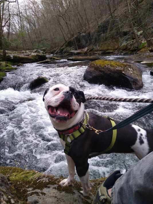 Macy *In Foster Care*, a Adoptable mixed breed in Edgewood, MD image 2/12