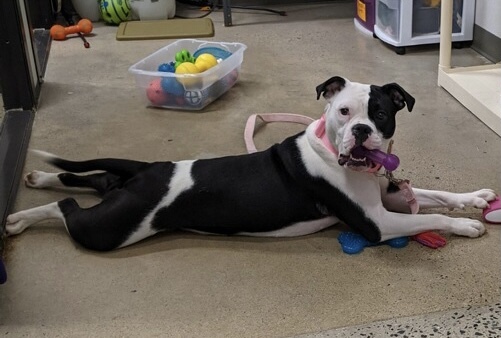 Macy *In Foster Care*, a Adoptable mixed breed in Edgewood, MD image 3/12