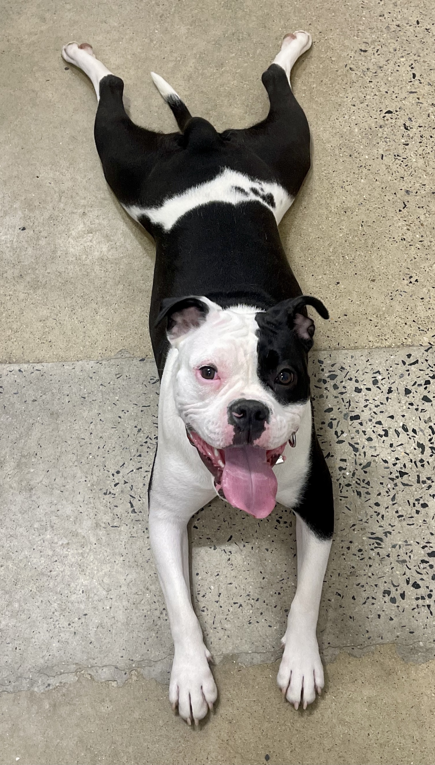 Macy *In Foster Care*, a Adoptable mixed breed in Edgewood, MD image 4/12