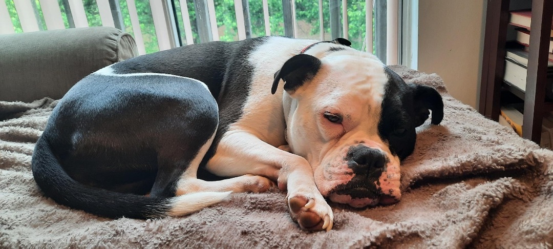 Macy *In Foster Care*, a Adoptable mixed breed in Edgewood, MD image 5/12