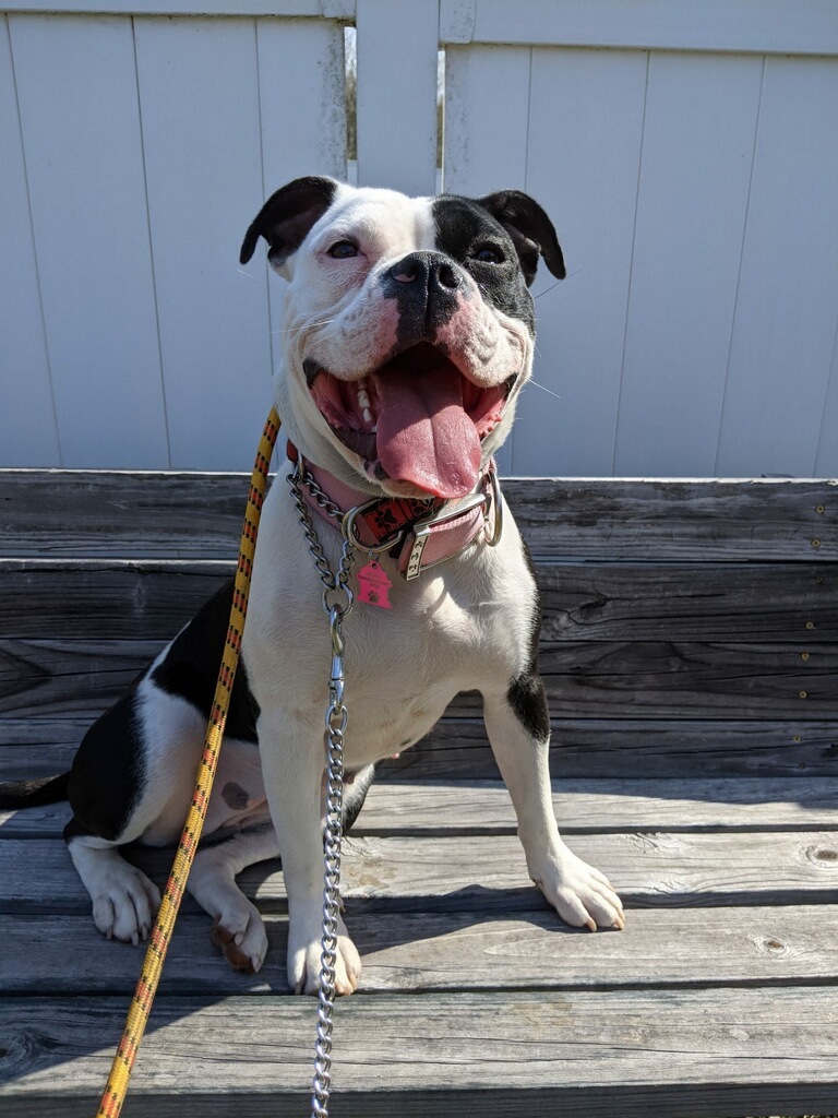Macy *In Foster Care*, a Adoptable mixed breed in Edgewood, MD image 6/12