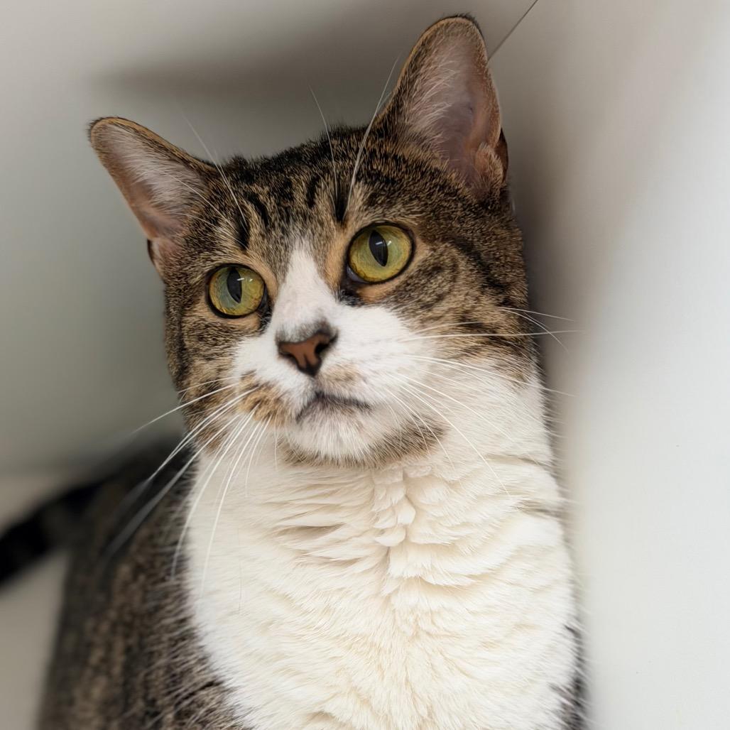 Nessie — thumbnail 2